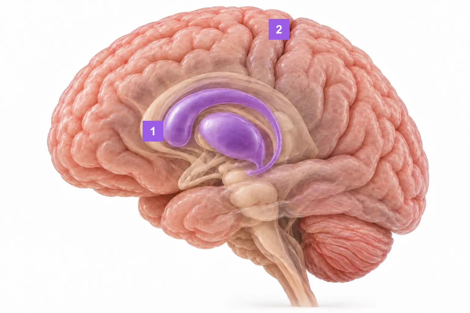 A semi-transparent brain seen from the side. Deep inside, slightly toward the front, the striatum is highlighted in purple: the arc of the caudate nucleus and the oval of the putamen.